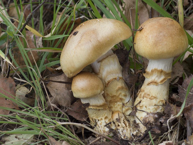 Cortinarius triumphans